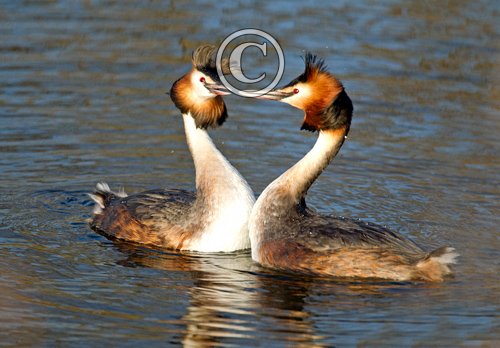 Great Crested Grebes 8